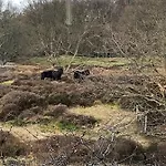Frühstückspension Ereprijs Den Haag